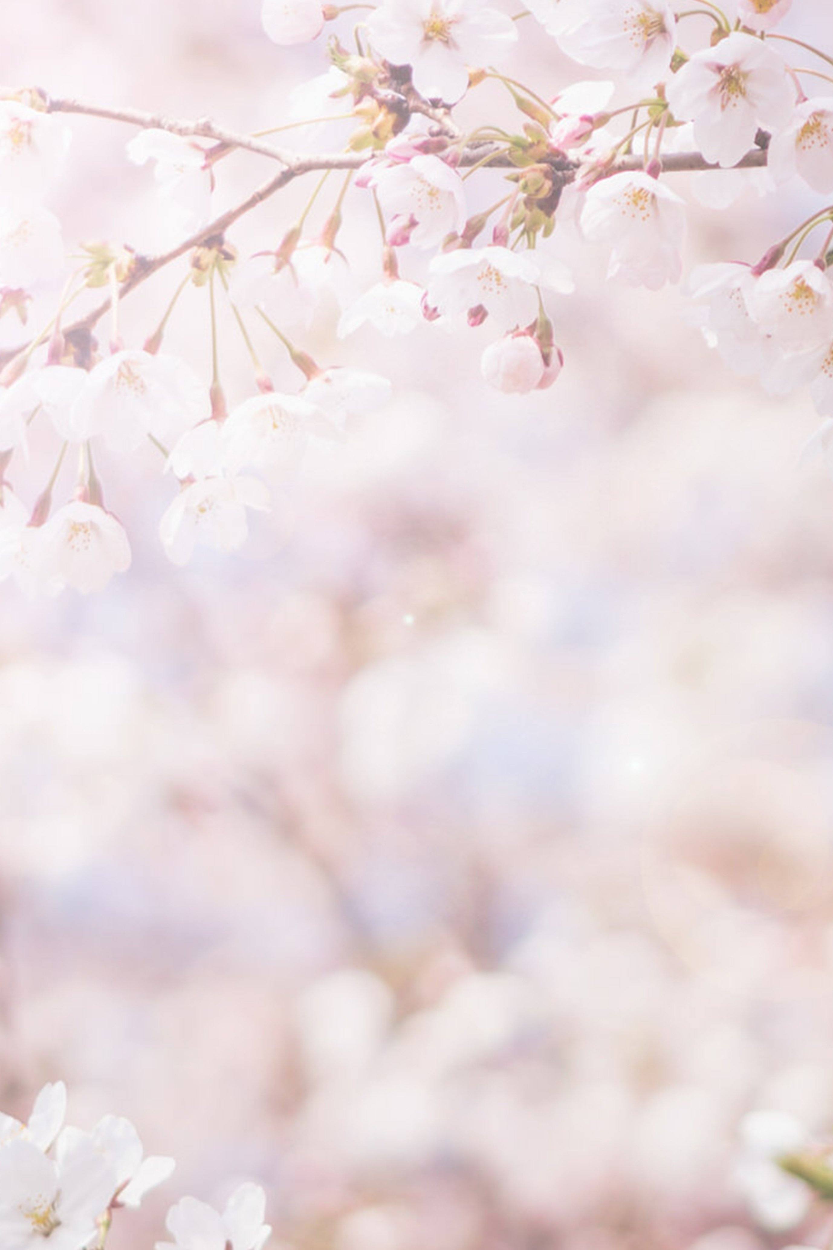 SAKURA ルームフレグランスオイル　-KITCHIBE- Foo Tokyo公式ストア